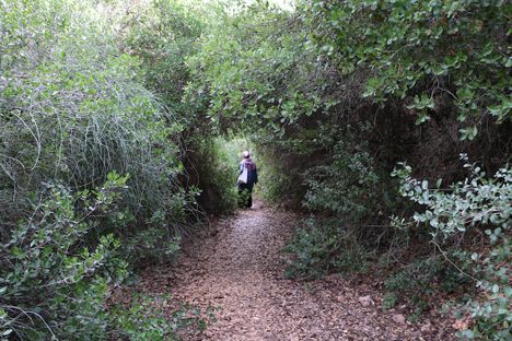 A volunteer with the reforestation effort walks through a woodland near Amman. Today, only about one percent of Jordan is forested.