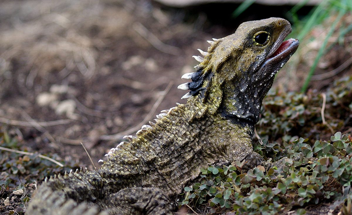 Tuatara, endemic to New Zealand, have survived for more than 200 million years.
