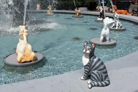 The cat, smart enough to know better, keeps itself perched safely out of the spray.