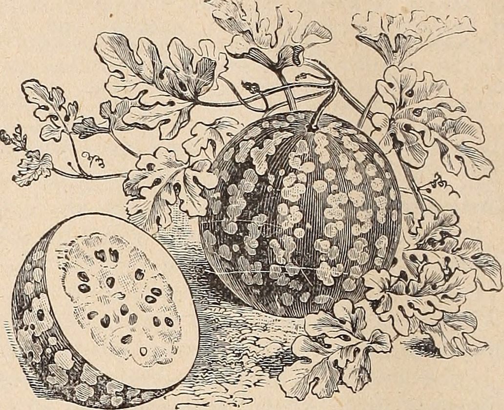 A green citron watermelon in an early-1900s seed catalogue.