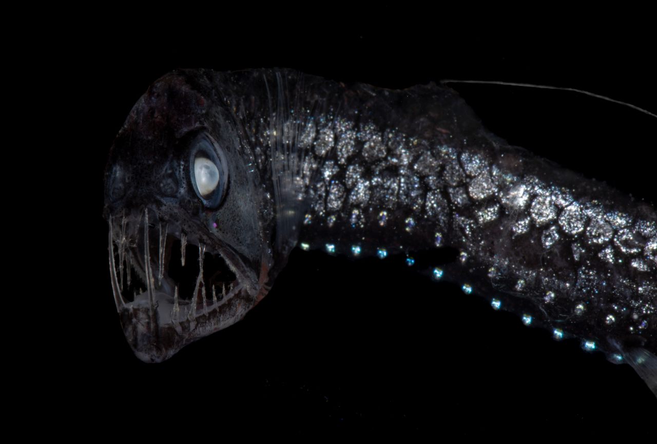 Only a few inches long, Sloan's viperfish is an apex predator in the twilight zone. 