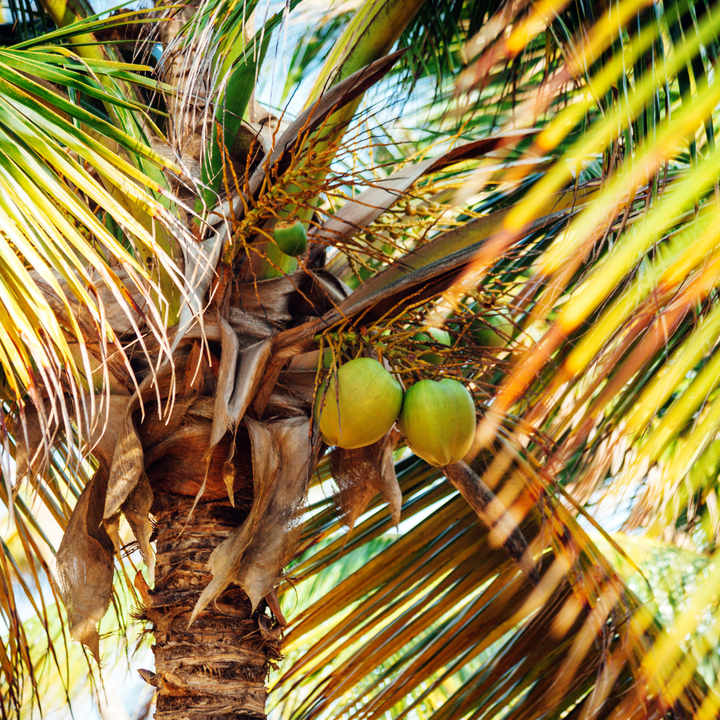 Benin coconut palm trees.