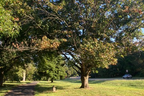 George Washington Memorial Tree