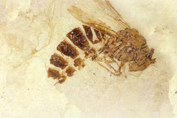 Palaeovespa florissantia, a fossil wasp, forms the logo for Florissant Fossil Beds National Monument.