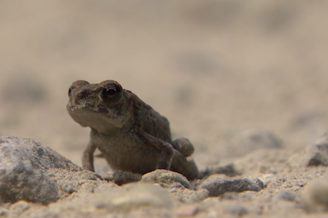 Witness the Long Annual Migration of Some Very Small Toads