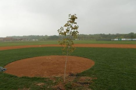 The tree.