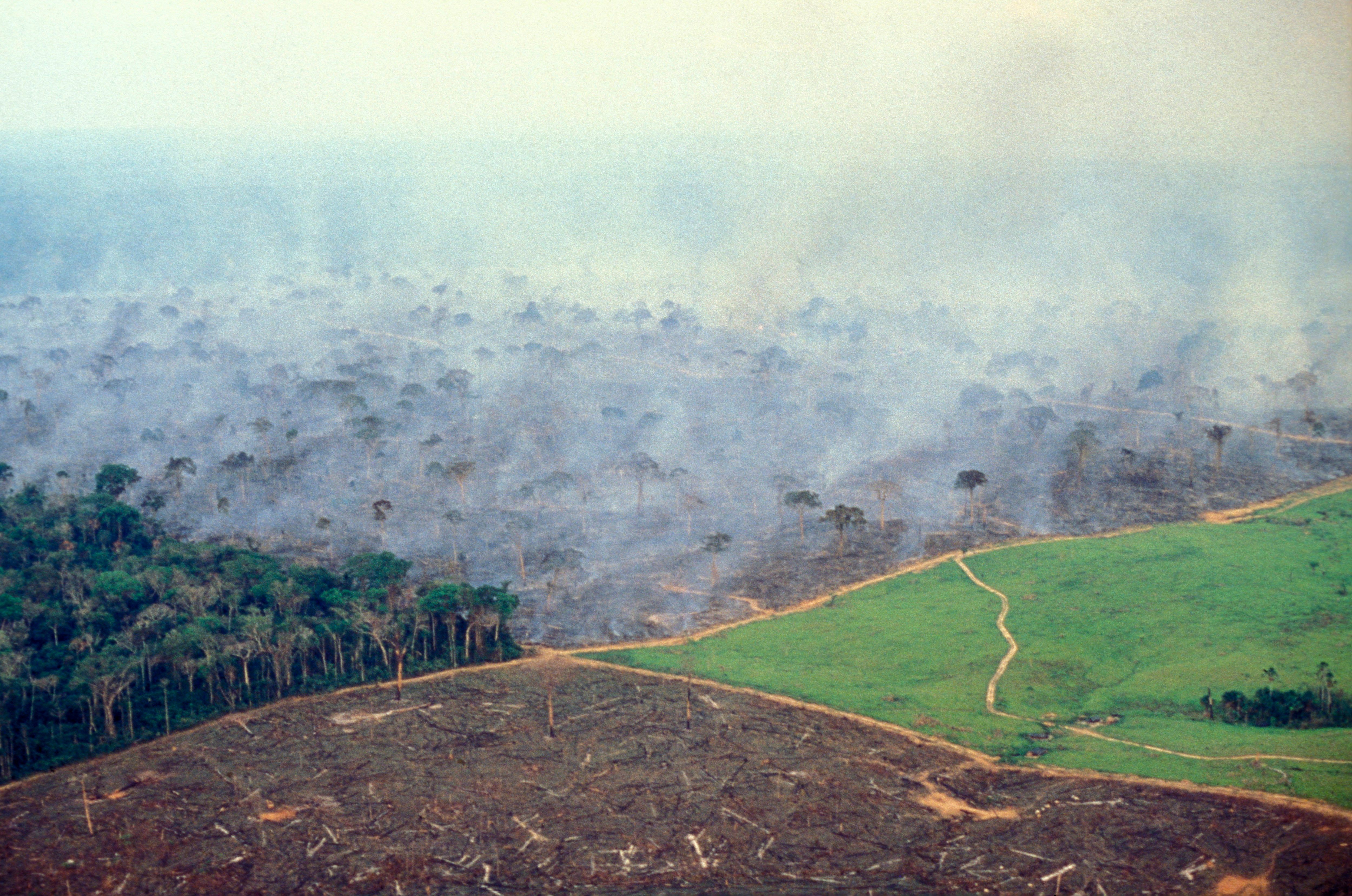 Проблема тропического леса. Вырубленные тропические леса Латинской Америки. Обезлесение в Индии. Вырубка тропических лесов Амазонии. Долина Мехико обезлесение.