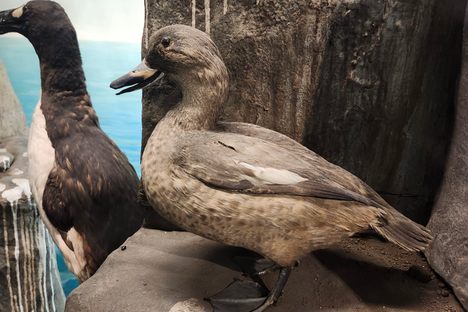 Labrador duck