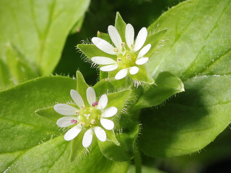stellaria media