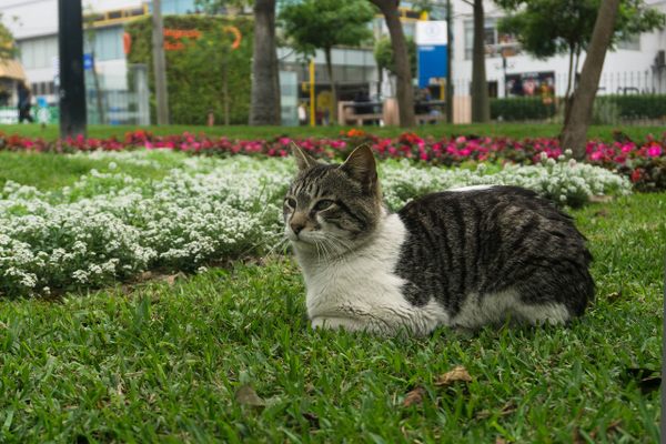 A cat in Parque John F. Kennedy