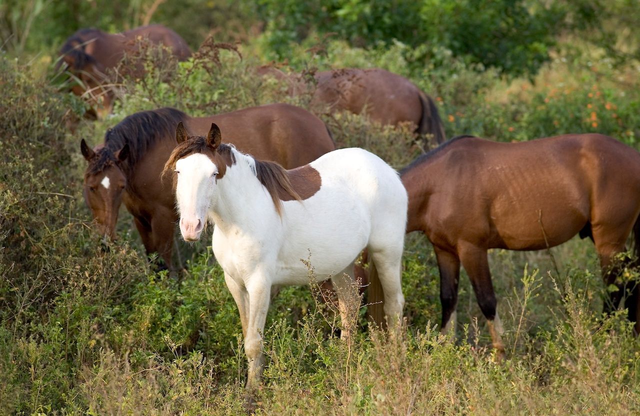 Bay Brindle QH Wild Horse Islands 