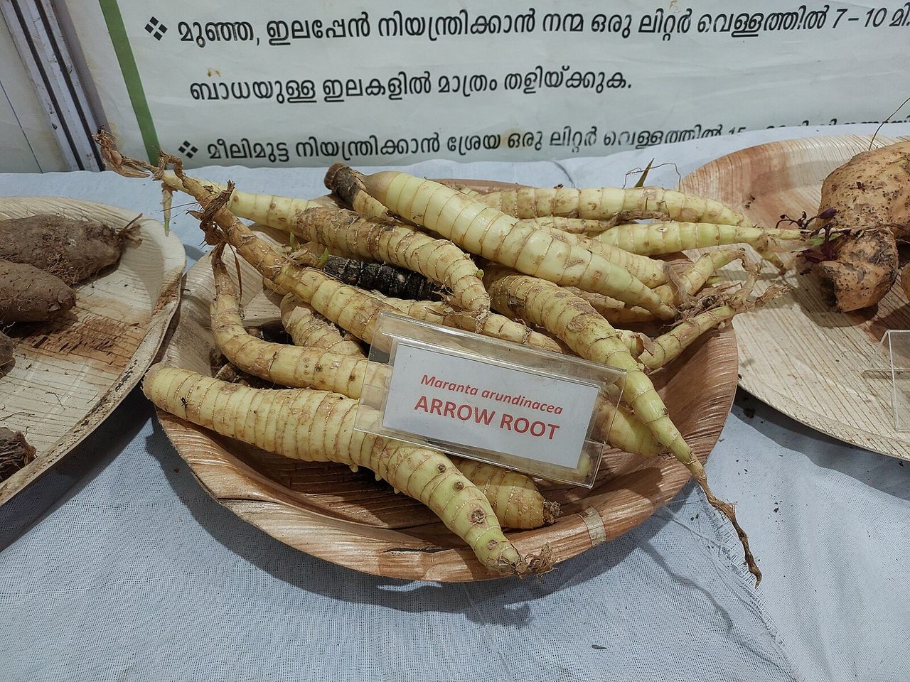 Though the original arrowroot is native to the tropical Americas, these were cultivated in India.