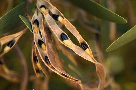 The coastal wattle and its seeds.