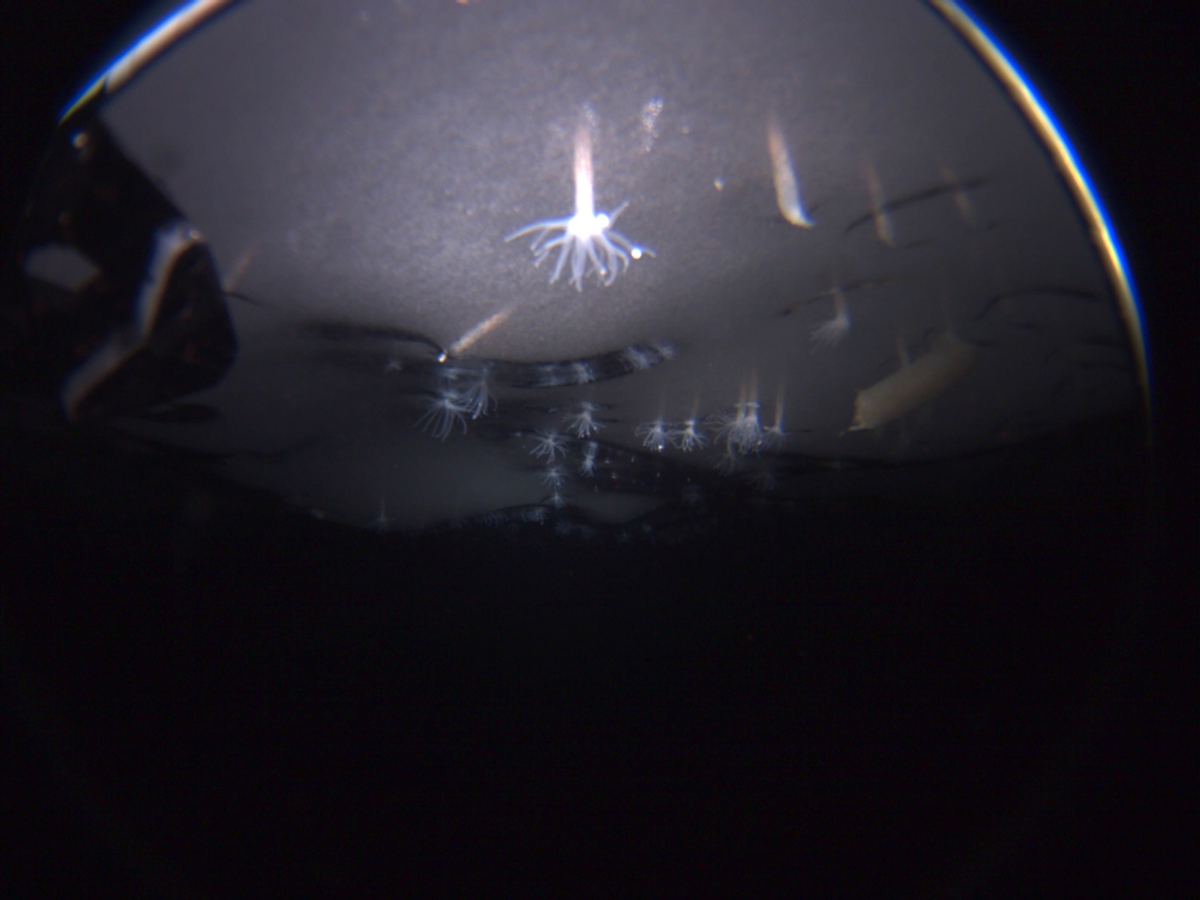 These under-ice anemones exist in complete darkness—separate from the photosynthesis-fueled ecosystem of the sunlit world—raising questions about what they might eat.