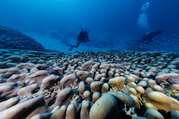 Divers measure and document details of the world’s largest coral, which could cover two basketball courts.