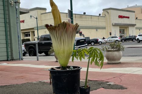 Just doing its corpse flower thing.