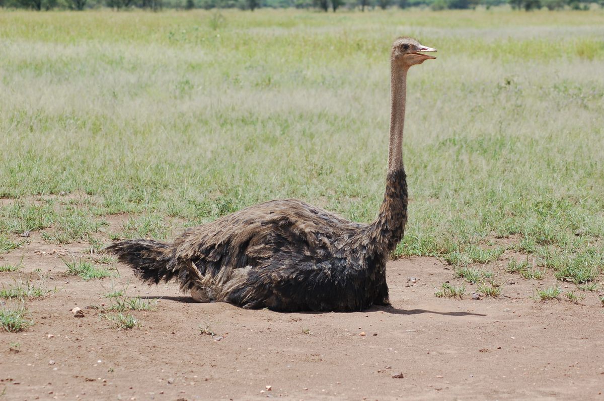 Mystery over ancient ornate ostrich eggs may finally be cracked