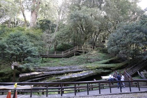 Remains of the Alishan Sacred Tree