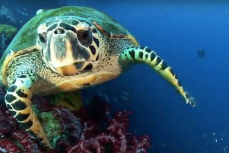 Obama Just Created the Largest Marine Reserve in the World