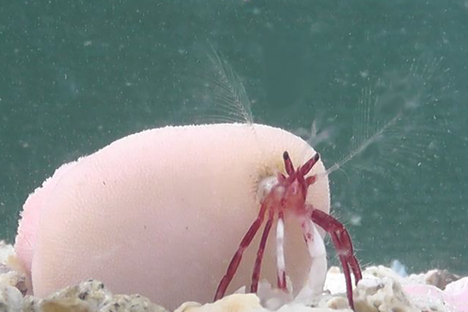 The newly described hermit crabs, with and without their coral homes.