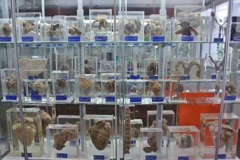 Museo de Anatomopatología