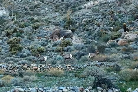 Endangered Bighorn Sheep In Ko-Pah