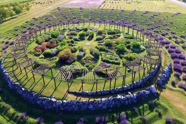 An aerial view of the lavender labyrinth