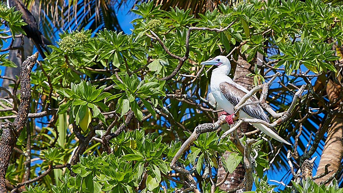 Red-footed boobies prefer native trees.