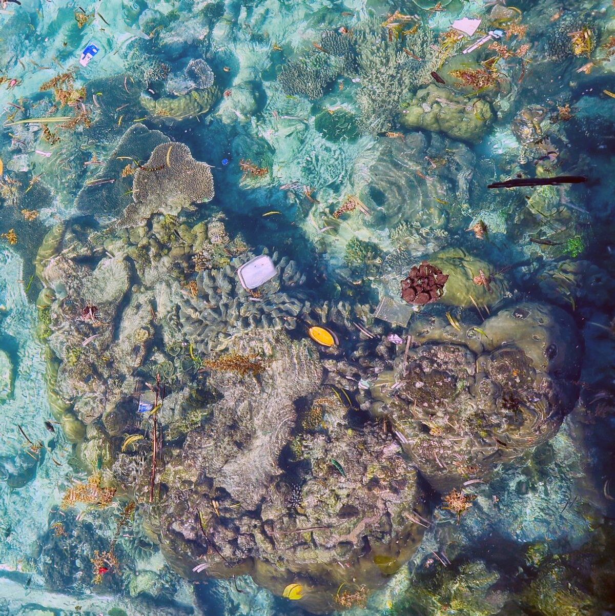 Изучение дна мирового океана. Большой Барьерный риф загрязнение. Загрязненное дно океана. Подводный мир кораллы. Большой Барьерный риф вид из космоса.