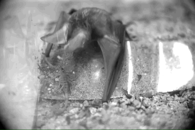 A pallid bat preying on a bark scorpion in the lab.