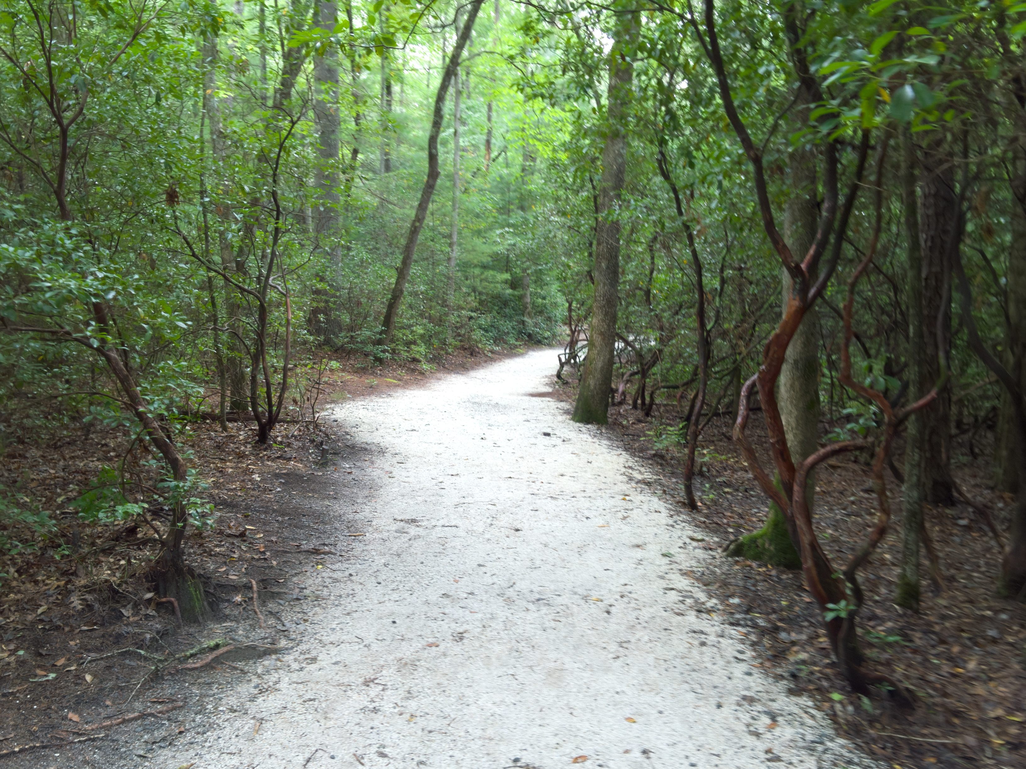 Dupont State Forest and the surrounding wild stretches are a hotbed for the blue ghosts. 
