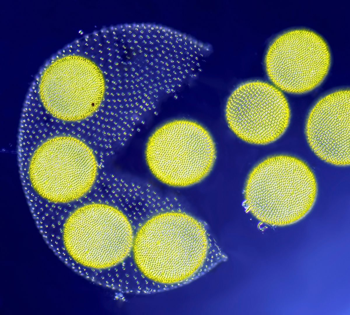 Living <em>Volvox</em> algae releasing its daughter colonies (3rd Place).