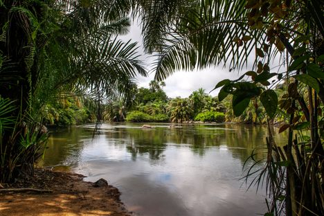 Tiwai Island Wildlife Sanctuary in Sierra Leone.