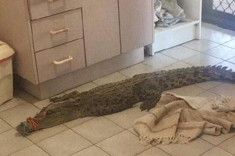 A Stranger (Apparently) Left a Crocodile in This Teen's Bathroom