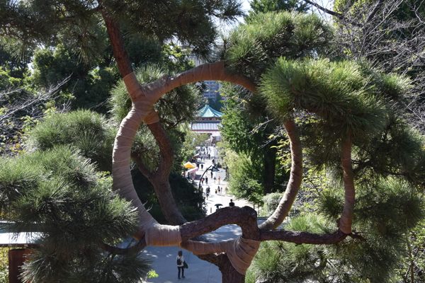 Moon Pine Tree - Atlas Obscura