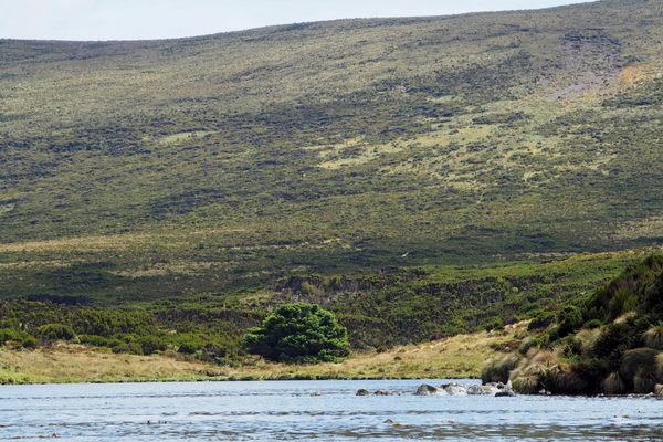 The loneliest tree sticks out among the low-lying, wind-battered vegetation of Campbell Island.