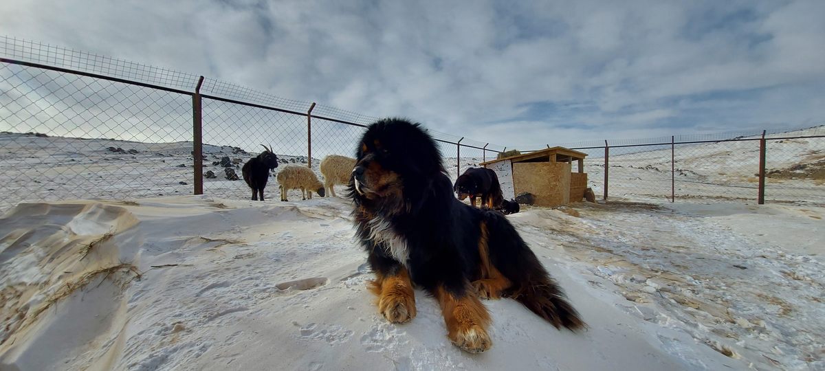 The bankhar dog's dense coat protects it from Mongolia's frigid winter weather.
