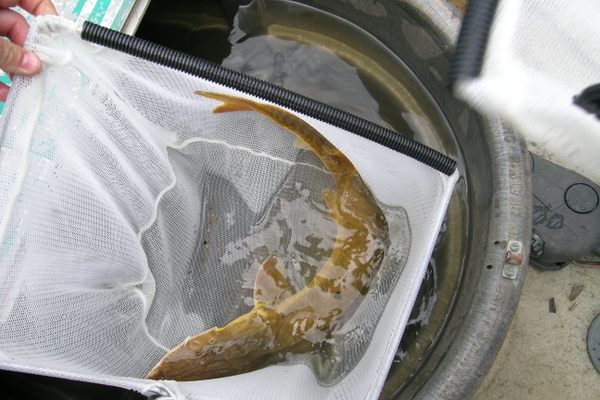 2007's Alabama sturgeon, the last one ever caught.