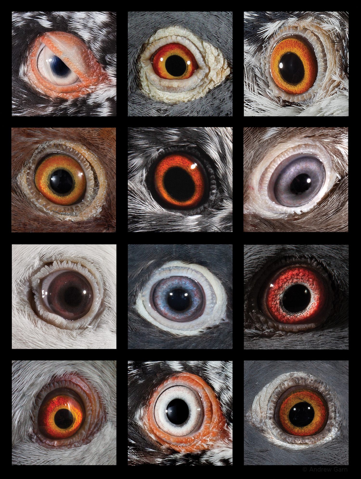 Pigeons have a broad range of eye coloration.