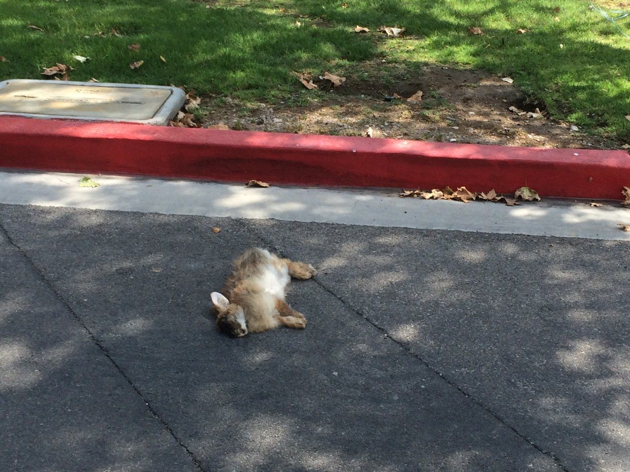 A dead rabbit outside a dump site.