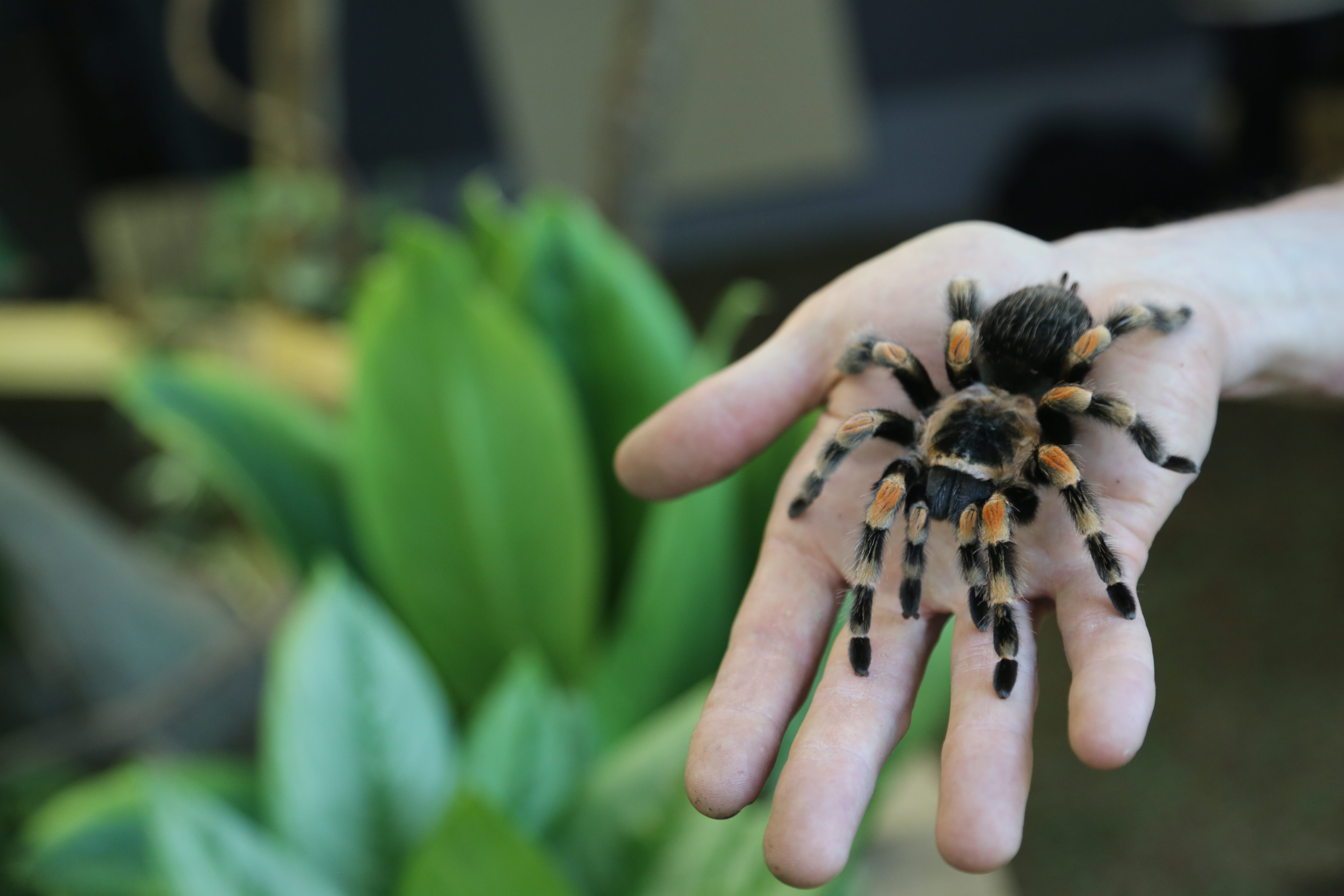 Agatha, a Mexican red-kneed spider