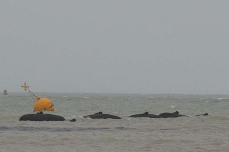 Coast Guard Shows Up to Save Beached Whales, Finds Bags of Rocks Instead