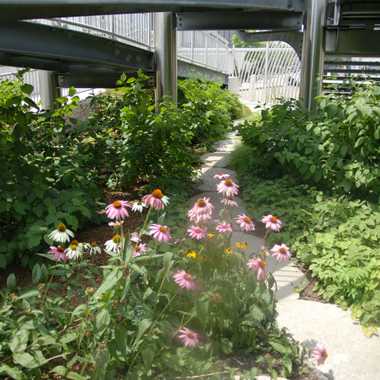Underneath the entrance to the nature walk is a small separate garden (Michelle Enemark CC Attribution Share Alike)