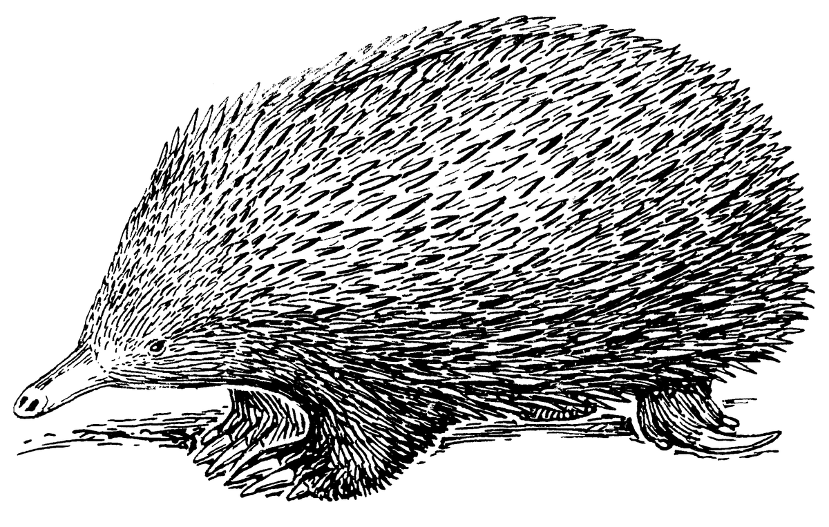 The echidna's reverse-oriented hind feet can reach up and over the animal's back, allowing it to groom itself without injury.