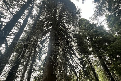 Champion Lodgepole Pines with a human for scale.