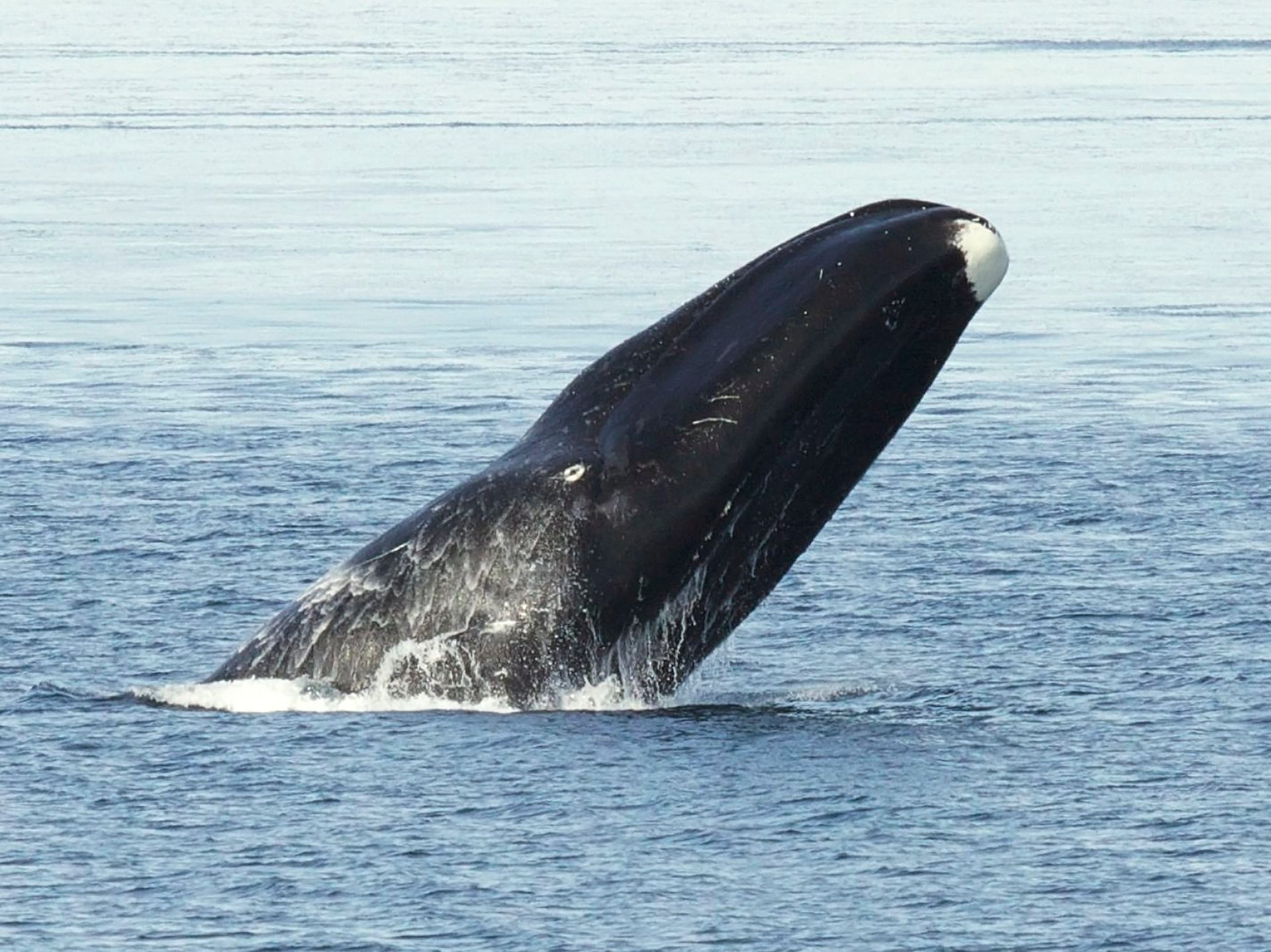 A bowhead whale breaching off the coast of Alaska.
