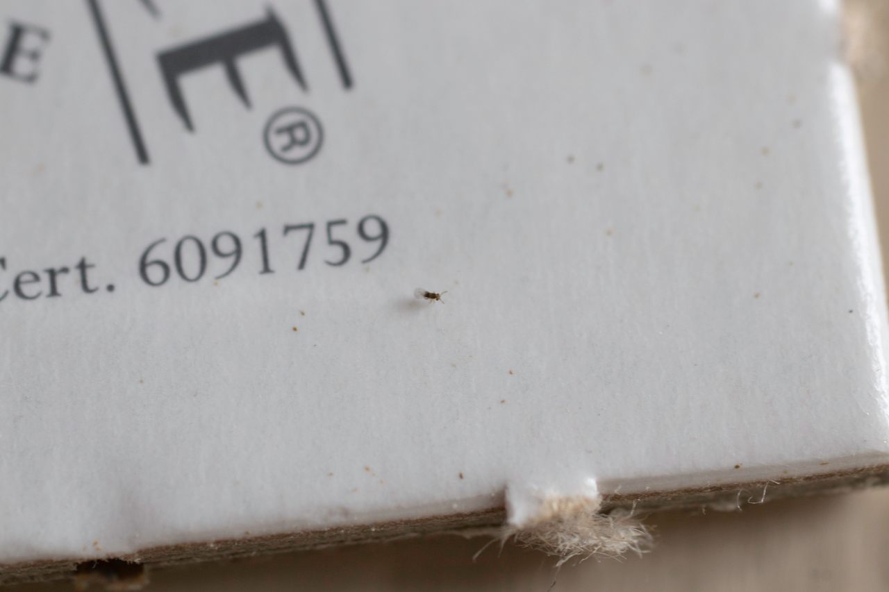Merely a speck to the human eye, the adult dwarf wasp at the center of the image will spend its two weeks of life on a single mission: hunting down moth eggs to reproduce.