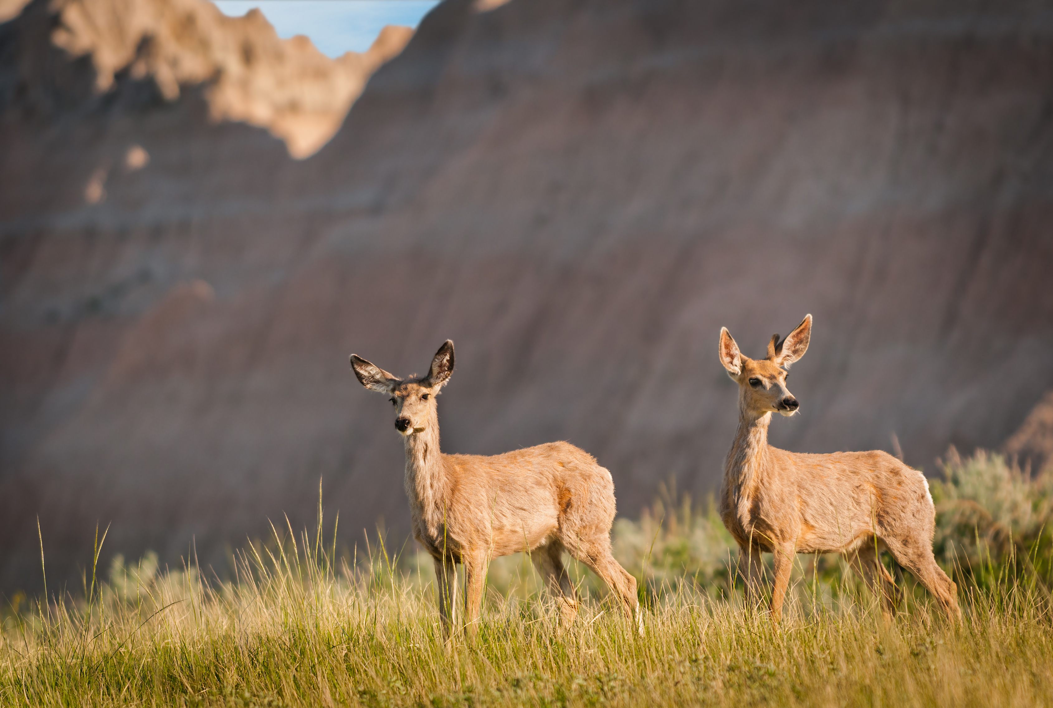 5 Myths About Misunderstood Mule Deer - Game & Fish