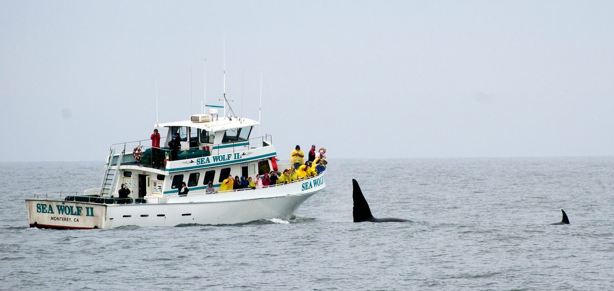 Recently, groups of orcas have begun ramming boats off the European coast. Scientists aren't sure why.