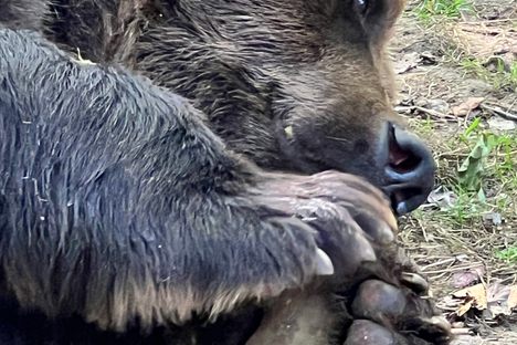 European Brown Bear